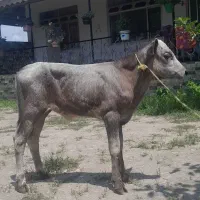 گوساله ماده مونت بلیارد لیشه گاو