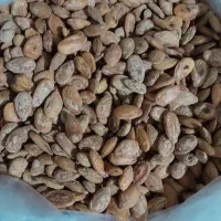 تخم هندوانه تفت داده وخوشمزه