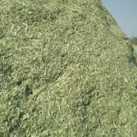 کاه یونجه سبز سبز شاهجهان