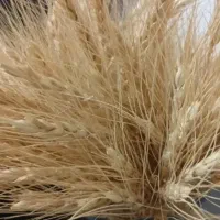 فروش حبوبات،علوفه