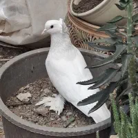 یه جفت کبوتر زینتی با جوجه