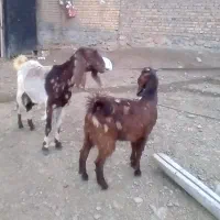 بز نجدی و بزغاله اش