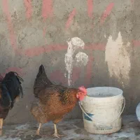 مرغ