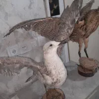پرنده|پرنده|گرگان, |دیوار