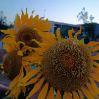 فروش-باغچه