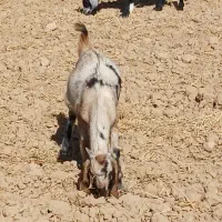 بز و کهره