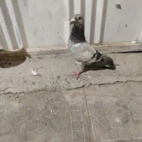کفتر
