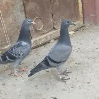 کبوتر پلاکی