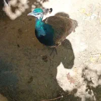 طاوس نر