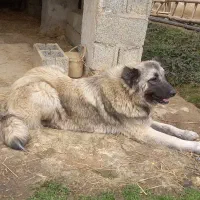 سگ سرابی واگذاری