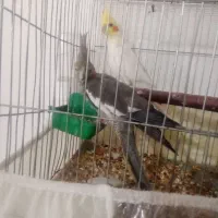 عروس هلندی نر و ماده