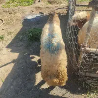 بره نره جو زده