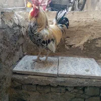 خروس گلین