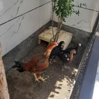فروش مرغ و خروس لاری نژاد دار