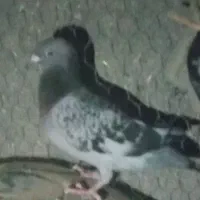 کفتر