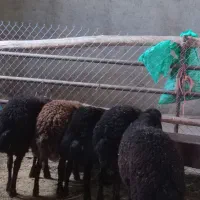 بره و بزغاله پرواری درجه یک