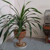 گل طبیعی