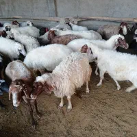 میش وبره کردی،صادراتی