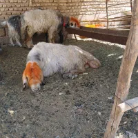 میش بختیاری