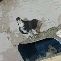 کفتر یا کبوتر خوشرنگ و دم سفید