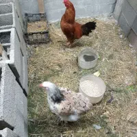 مرغ و خروس