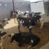 گوساله دو رگ