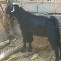 ۱عدد نریگ چاق ۲۰ کیلو گوشت بازدید ریگان الکی مزاحم