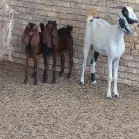 بز بره گوسفند گاومیش
