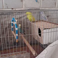 ۲ عدد مرغ عشق  با قفس ۷۰۰