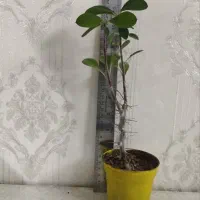 گلدان مرجان سایز کوچک