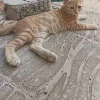 واگذاری گربه یزد
