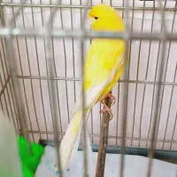 ماده قناری  و سهره دوعدد