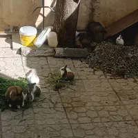 بچه خرگوش