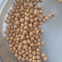 نخود پاییزه محلی