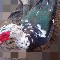 اردک خارجی  و غاز چاق