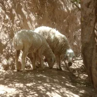 گوسفند بره