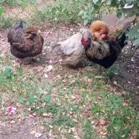 مرغ و خروس محلی