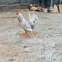 مرغ و خروس گلین