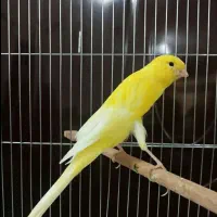 قناری زرد (پریسا) گمشده