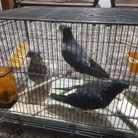 کفتر|پرنده|اصفهان, هفتون|دیوار