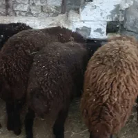 بره ماده هترو