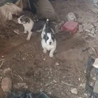توله خراسانی اصل
