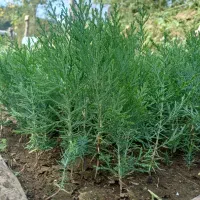 نشا کامیس