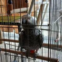 کاسکو فول رام