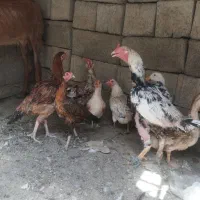 فروشی هستن همه