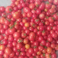 گروه ریز