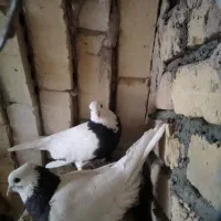 کبوتر