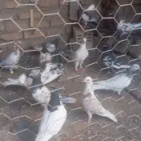 کفتر
