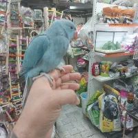طوطی جوجه ملنگو شاه تخم آبی نرم خور داخلی حلقه پا