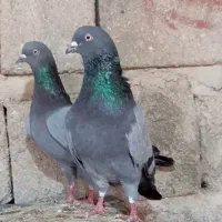 هفت عدد کفتر سبز ساعت سنگین